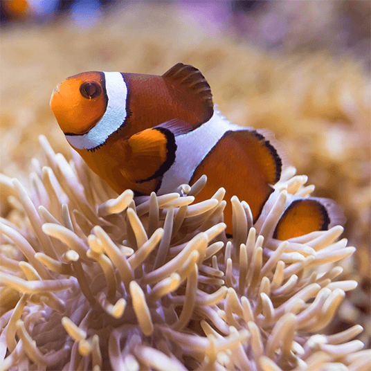a clownfish in an aquarium