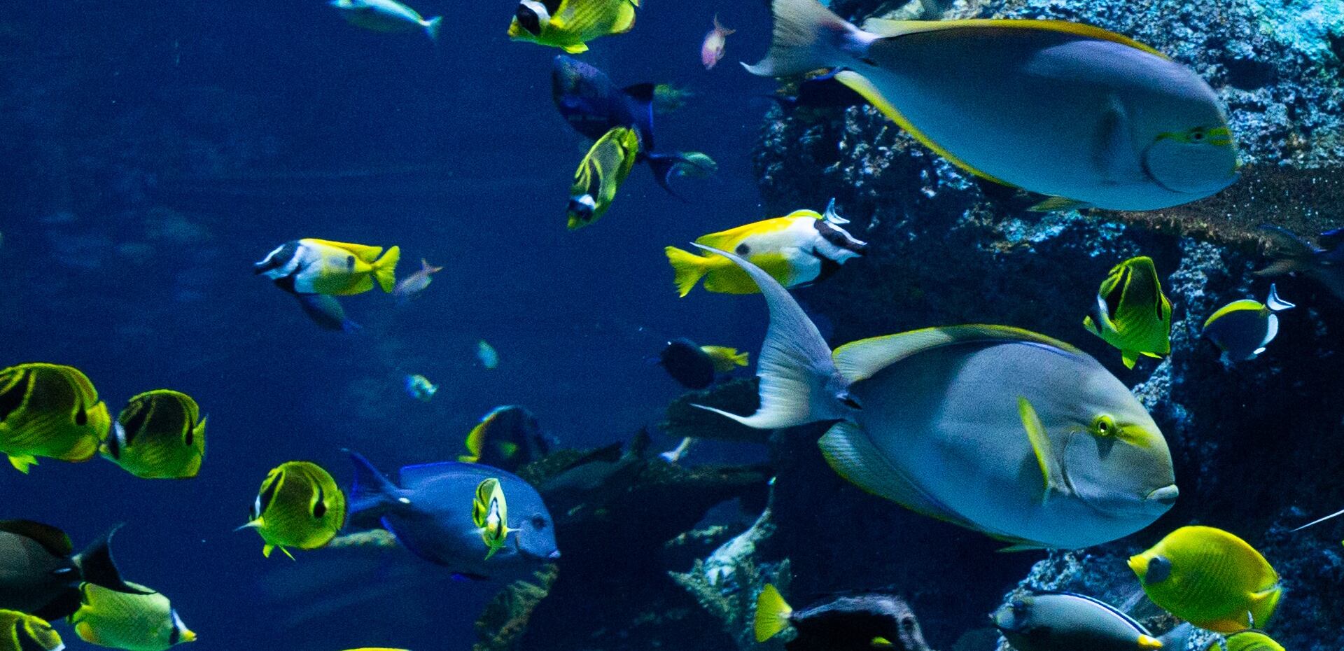 fish swim in a large aquarium