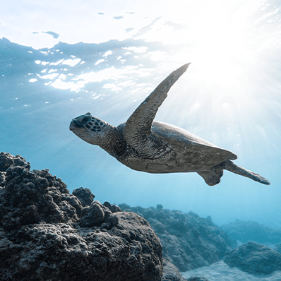 a turtle swims in the ocean