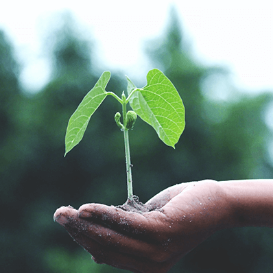 a hand holds a growing plant