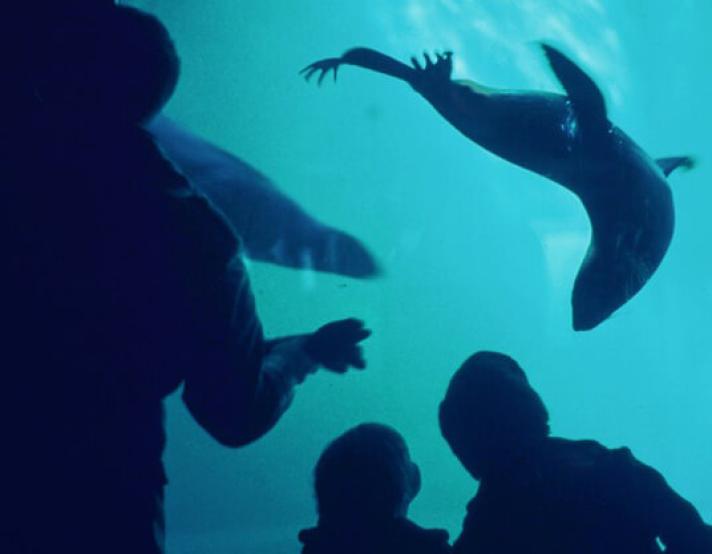 people watch a sea lion swim